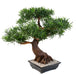 Kunstig Podocarpus Bonsai 78 Cm Til Indendørs