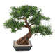 Kunstig Podocarpus Bonsai 78 Cm Til Indendørs