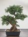Bonsai Træ - Kunstig Bonsai