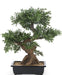 Bonsai Træ - Kunstig Bonsai