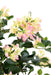 Kunstig Bougainvillea 150 Cm Hvide Lyserøde Blomster