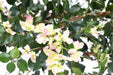 Kunstig Bougainvillea 150 Cm Hvide Lyserøde Blomster