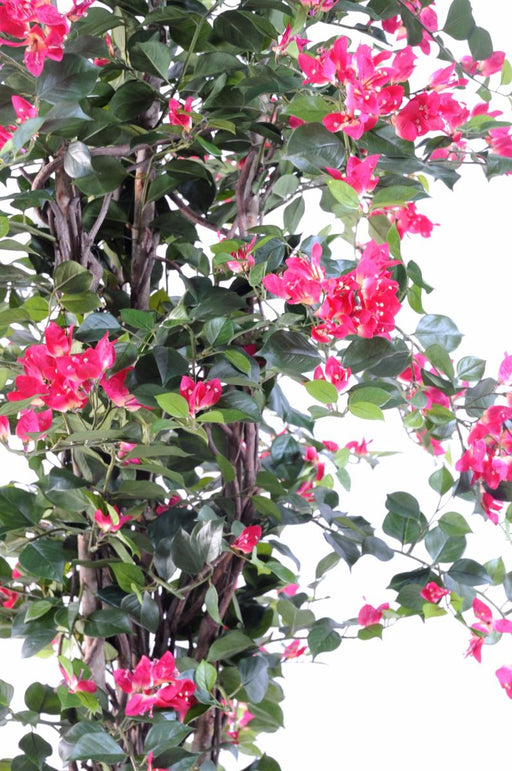 Kunstig Bougainvillea Fuchsia 180 Cm Indendørs Plante