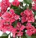 Kunstig Bougainvillea Fuchsia Til Udendørs Dekoration
