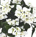 Kunstig Bougainvillea Uv 40Cm Hvid Til Udendørs