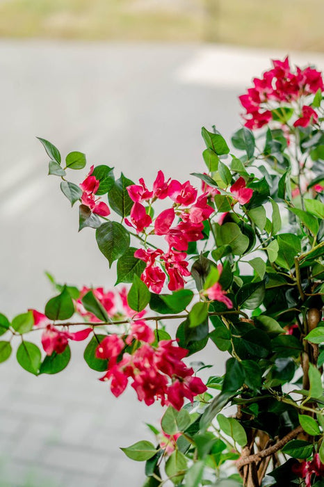 Bougainvillea Liana Fuschia - Kunstigt Træ