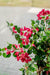 Bougainvillea Liana Fuschia - Kunstigt Træ