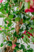 Bougainvillea Liana Fuschia - Kunstigt Træ