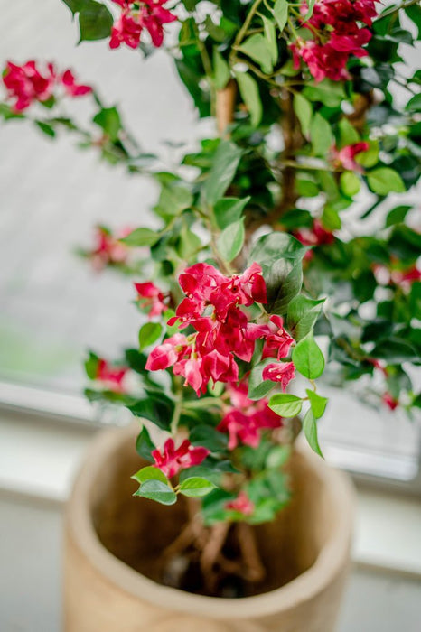 Bougainvillea Liana Fuschia - Kunstigt Træ