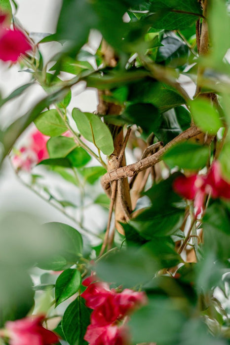 Bougainvillea Liana Fuschia - Kunstigt Træ