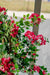Bougainvillea Liana Fuschia - Kunstigt Træ