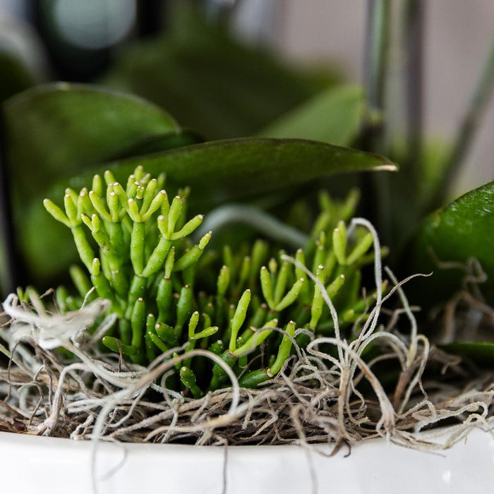 Orange Junglebuket Med Orkideer Og Rhipsalis I Selvvandingsskål