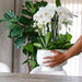 Orkideer Og Rhipsalis Buket I Scandic Fad Med Reservoir