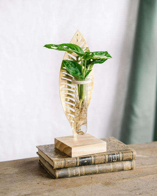 Monstera Stikling Og Dens Gyldne Blade