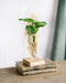 Monstera Stikling Og Dens Gyldne Blade