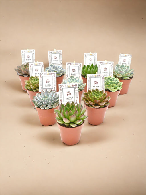 Æske - 10 Echeveria Mix