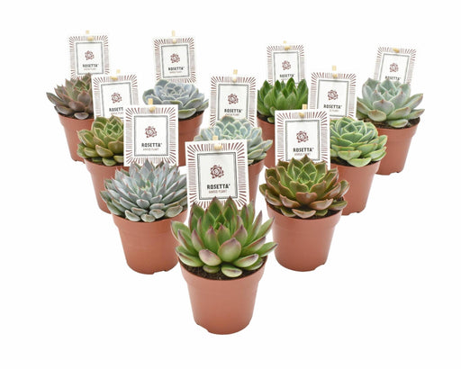 Æske - 10 Echeveria Mix