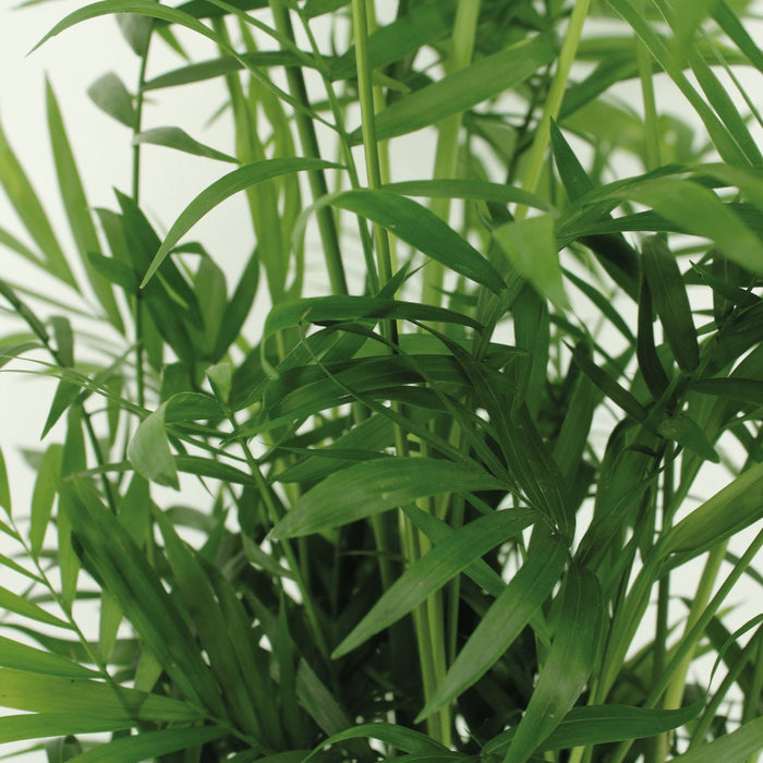 Æske - 2 Chamaedorea Elegans