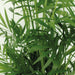Æske - 2 Chamaedorea Elegans