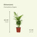 Æske - 2 Chamaedorea Elegans