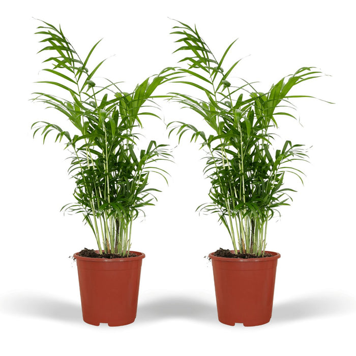 Æske - 2 Chamaedorea Elegans