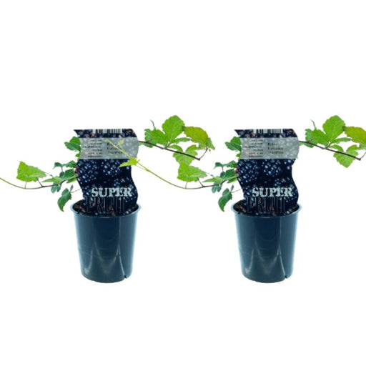 Æske - 2 Modne Torneløse Rubus