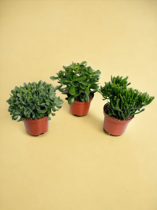 Æske - 3 Crassula
