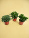 Æske - 3 Crassula