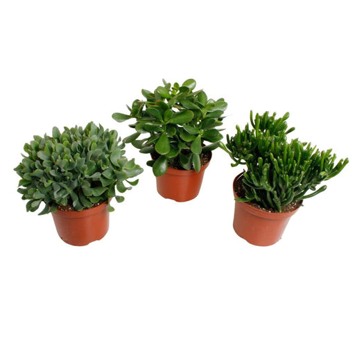 Æske - 3 Crassula