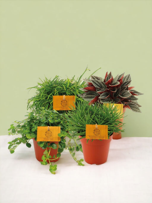 Æske - 4 Peperomia