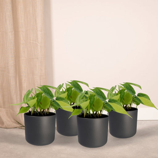 Æske - 4 Philodendron Scandens Brasil