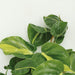 Æske - 4 Philodendron Scandens Brasil