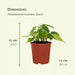 Æske - 4 Philodendron Scandens Brasil