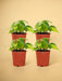 Æske - 4 Philodendron Scandens Brasil