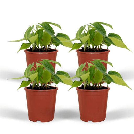Æske - 4 Philodendron Scandens Brasil