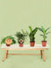 Æske - 4 Essentielle Stueplanter
