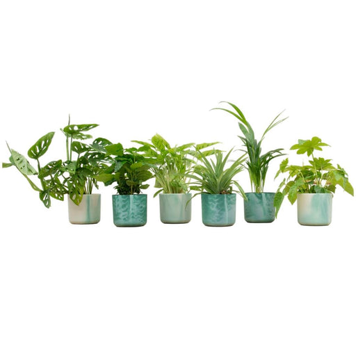 Æske 6 Indendørs Planter Og Potter Elho Ocean Green Ø14