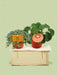Box - Duo De Pilea