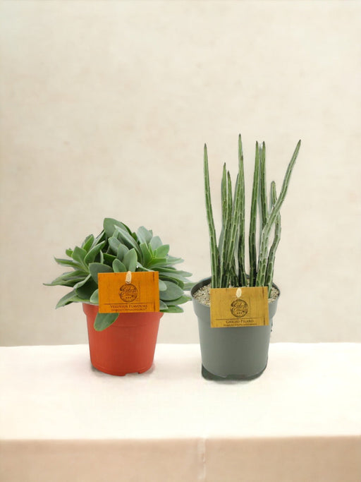 Box - Duo De Senecio