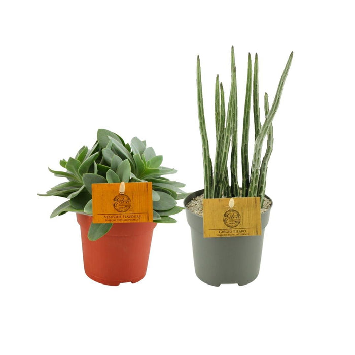 Box - Duo De Senecio