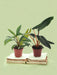 Æske - Duo Philodendron Sjælden