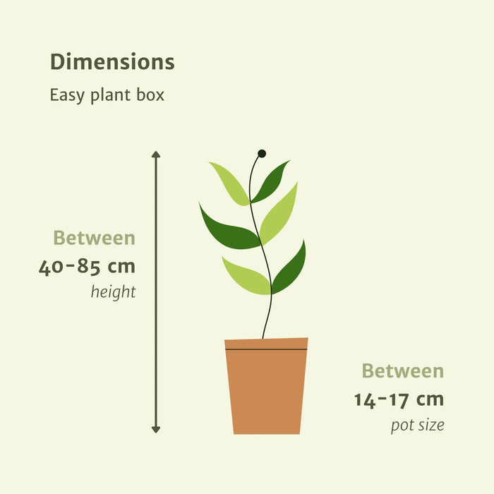 Easy Care Box X4 - Easy Care Indendørs Planter