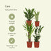 Easy Care Box X4 - Easy Care Indendørs Planter