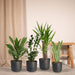Easy Care Box X4 - Easy Care Indendørs Planter