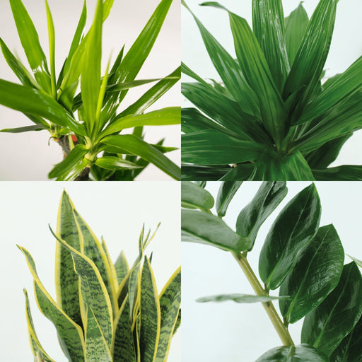 Easy Care Box X4 - Easy Care Indendørs Planter