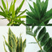 Easy Care Box X4 - Easy Care Indendørs Planter