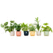 Surprise Box 6 Indendørs Planter Og Farverige Elho Potter Ø14