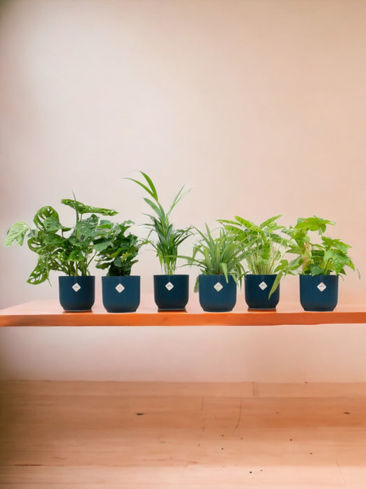 Surprise Box 6 Indendørs Planter Og Krukker Elho Vibes Blå Ø14