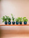 Surprise Box 6 Indendørs Planter Og Krukker Elho Vibes Blå Ø14