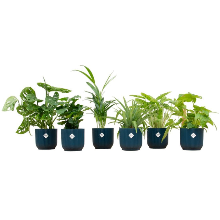 Surprise Box 6 Indendørs Planter Og Krukker Elho Vibes Blå Ø14